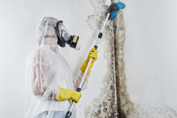 Best Attic Mold Remediation in Salisbury, NC