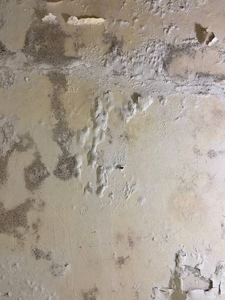 Trusted Salisbury, NC Mold Remediation Experts