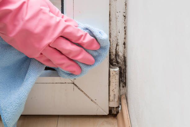 Best Crawl Space Mold Remediation in Salisbury, NC